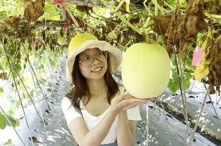 热门大瓜每日必吃大瓜合集 吃瓜--大赛每日芋圆呀呀吃瓜